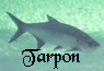 megalops